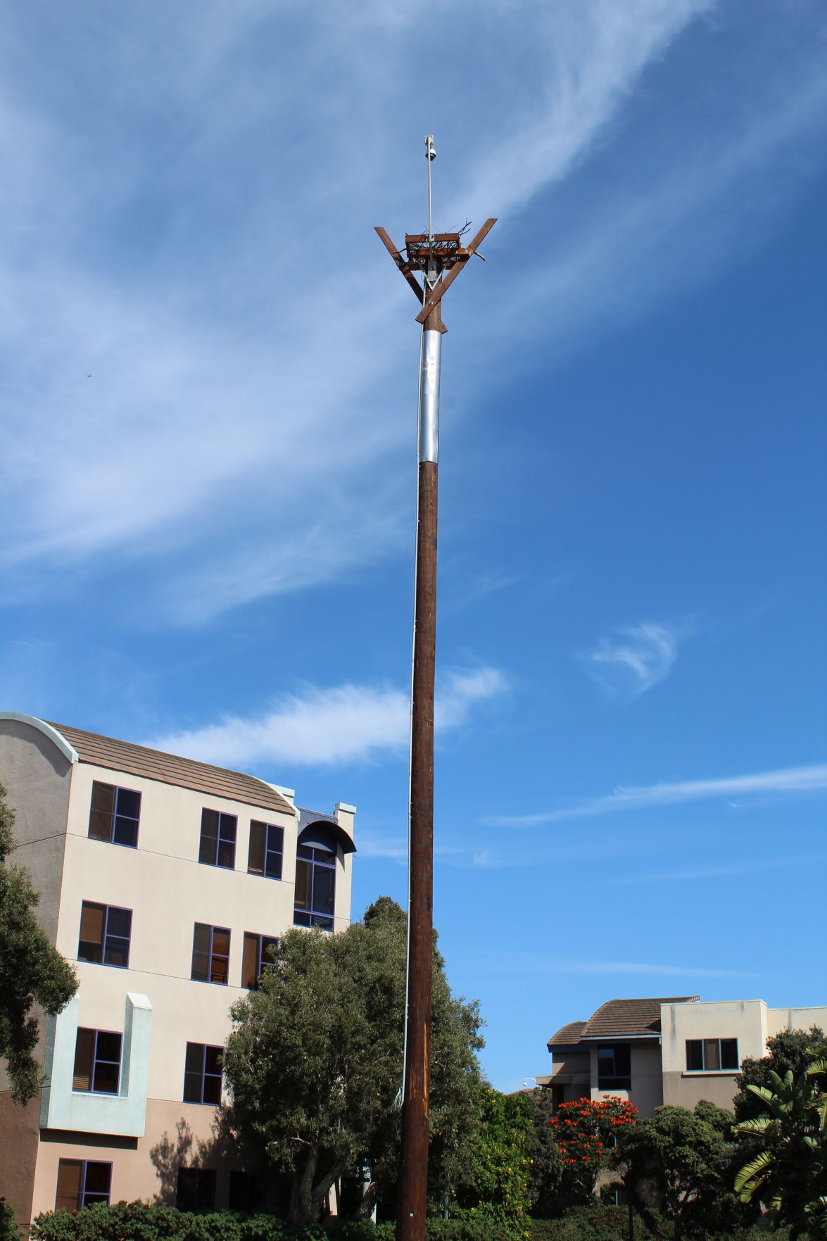osprey bird nest